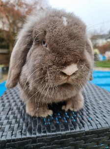 Elliee